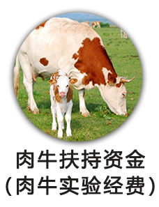 肉牛扶持资金（肉牛实验经费）